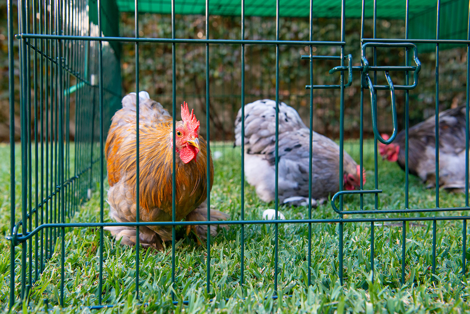 Portable Animal Enclosure - Image 3